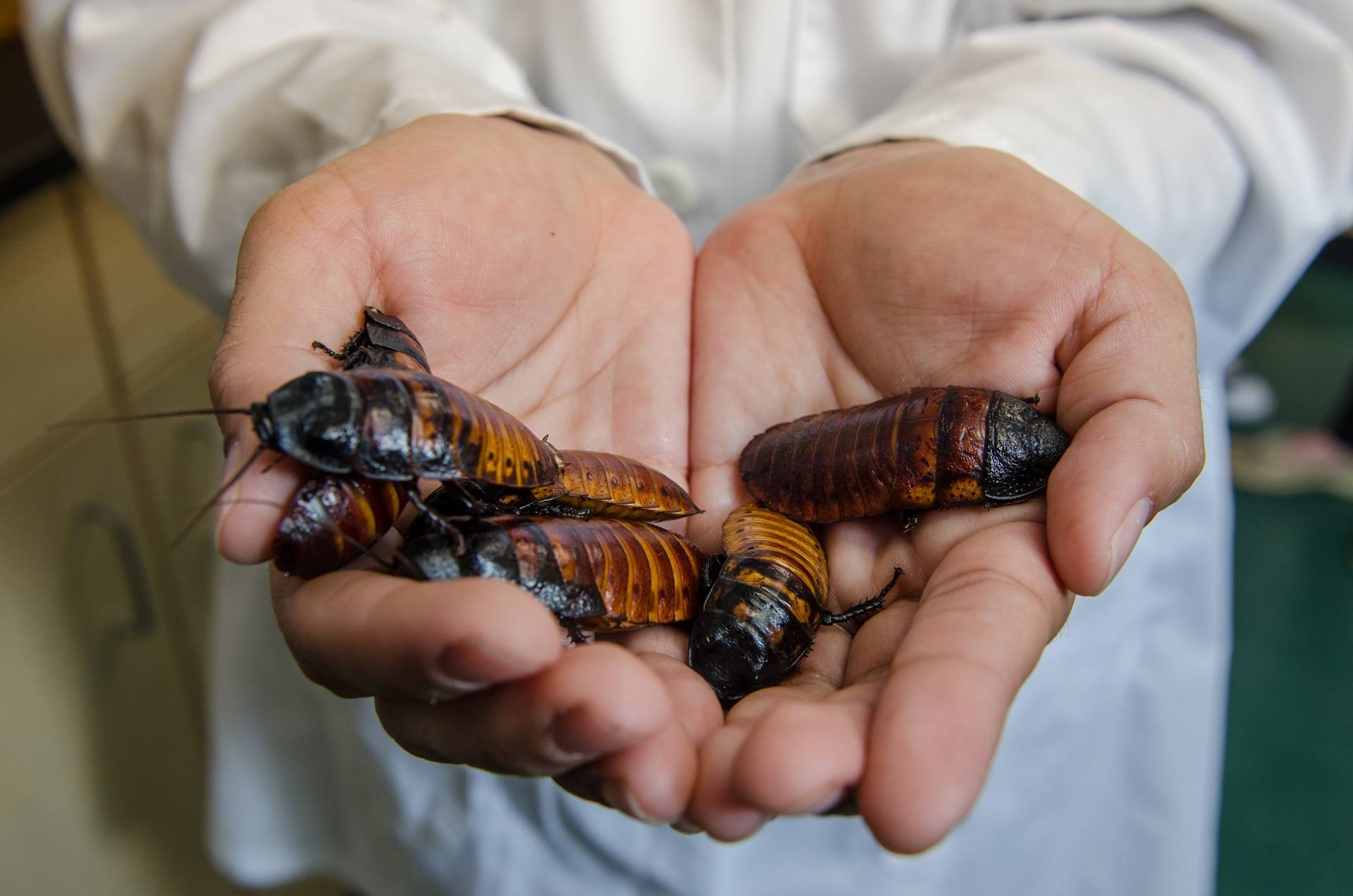 Heidy Contreras' Hands with Cockroaches
