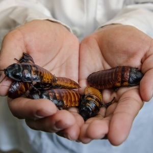 Heidy Contreras' Hands with Cockroaches