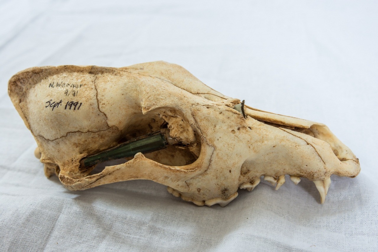 Coyote Skull