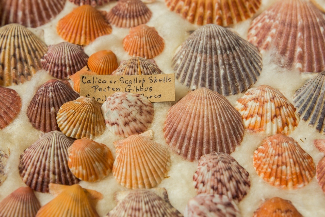 Florida Shell Collection