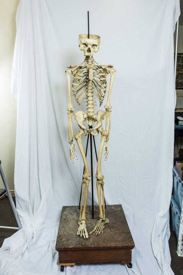 Human Skeletal Specimen