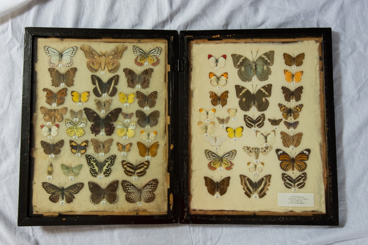India Butterfly Collection
