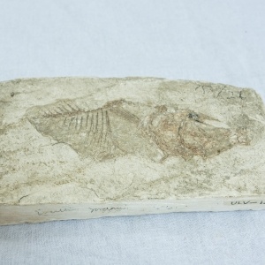 Miocene Era Fish Fossil