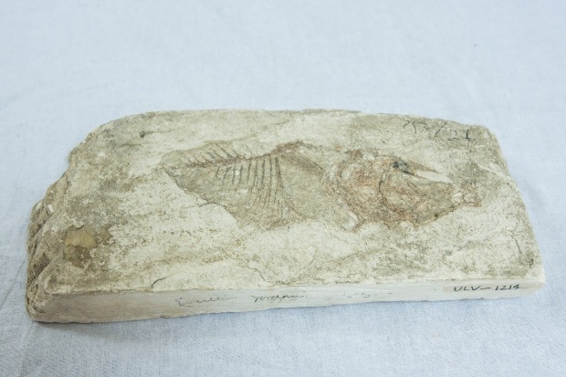 Miocene Era Fish Fossil