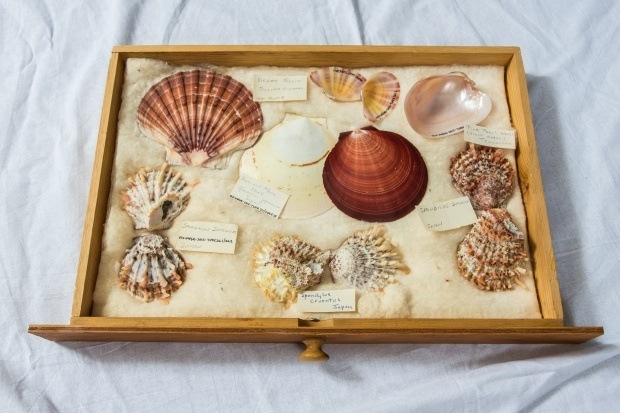 World Shell Collection